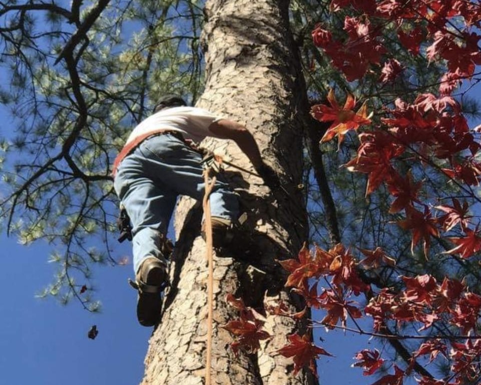 TREE REMOVAL & PRUNING